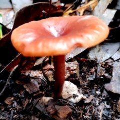 Lactarius eucalypti at Bodalla State Forest - 11 Jun 2024