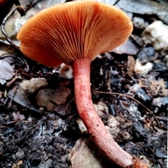 Lactarius eucalypti at Bodalla State Forest - 11 Jun 2024