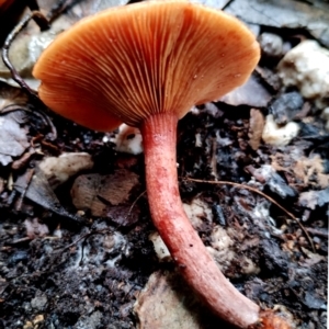 Lactarius eucalypti at Bodalla State Forest - 11 Jun 2024