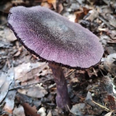 Cortinarius kioloensis at Box Cutting Rainforest Walk - 10 Jun 2024 by Teresa