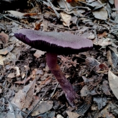 Cortinarius kioloensis at suppressed - suppressed