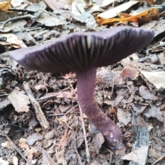 Cortinarius kioloensis at suppressed - suppressed