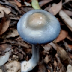 Cortinarius rotundisporus (Elegant Blue Webcap) at Kianga, NSW - 10 Jun 2024 by Teresa