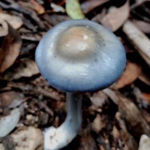 Cortinarius rotundisporus at Box Cutting Rainforest Walk - 11 Jun 2024