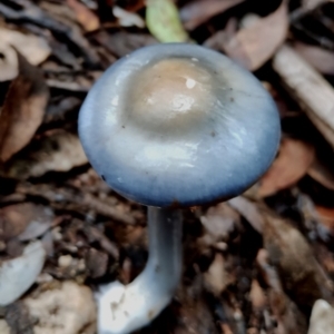Cortinarius rotundisporus at Box Cutting Rainforest Walk - 11 Jun 2024 09:36 AM