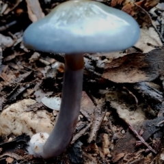 Cortinarius rotundisporus at Box Cutting Rainforest Walk - 11 Jun 2024