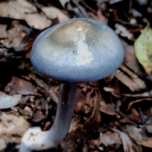 Cortinarius rotundisporus at Box Cutting Rainforest Walk - 11 Jun 2024