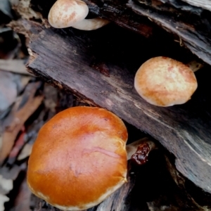 Gymnopilus sp. at Box Cutting Rainforest Walk - 11 Jun 2024