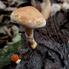 Gymnopilus sp. at Box Cutting Rainforest Walk - 11 Jun 2024