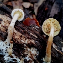 Gymnopilus sp. at Box Cutting Rainforest Walk - 11 Jun 2024