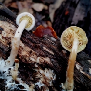 Gymnopilus sp. at Box Cutting Rainforest Walk - 11 Jun 2024