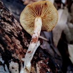 Gymnopilus sp. at Box Cutting Rainforest Walk - 11 Jun 2024