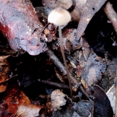 Mycena cystidiosa (Mycena cystidiosa) at Box Cutting Rainforest Walk - 10 Jun 2024 by Teresa