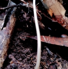 Mycena cystidiosa at suppressed - suppressed