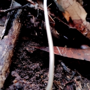 Mycena cystidiosa at suppressed - suppressed