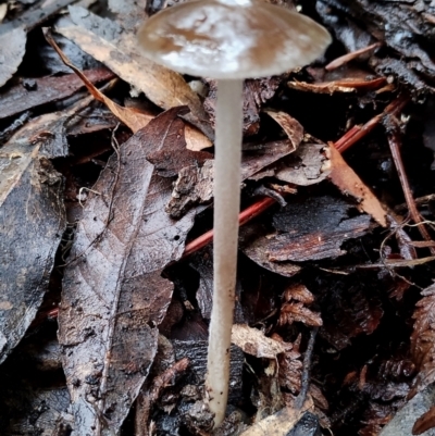 Oudemansiella gigaspora group (Rooting Shank) at Box Cutting Rainforest Walk - 11 Jun 2024 by Teresa