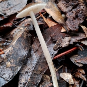 Oudemansiella gigaspora group at Box Cutting Rainforest Walk - suppressed