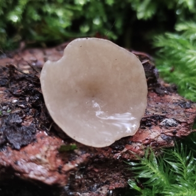 zz – ascomycetes - apothecial (Cup fungus) at Bodalla State Forest - 11 Jun 2024 by Teresa