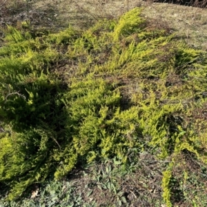 Dysphania multifida at Tharwa, ACT - 9 Jun 2024