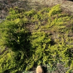 Dysphania multifida at Tharwa, ACT - 9 Jun 2024