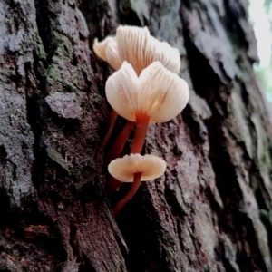 Collybia sp. at Bodalla State Forest - 11 Jun 2024