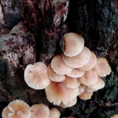 Collybia sp. at Bodalla State Forest - 11 Jun 2024