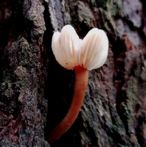 Collybia sp. at Bodalla State Forest - 11 Jun 2024