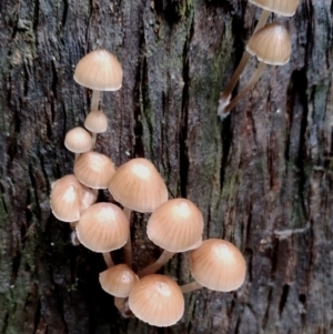 Mycena subgalericulata at Bodalla State Forest - 11 Jun 2024 12:52 PM