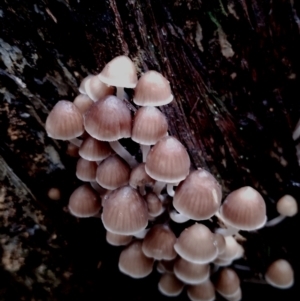 Mycena subgalericulata at Bodalla State Forest - 11 Jun 2024 12:52 PM