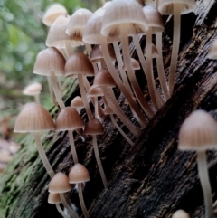 Mycena subgalericulata at Bodalla State Forest - 11 Jun 2024 12:52 PM