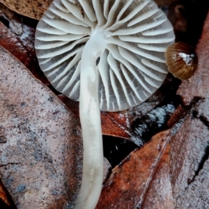 Mycena subgalericulata at Bodalla State Forest - 11 Jun 2024 12:52 PM