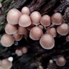 Mycena subgalericulata at Bodalla State Forest - 11 Jun 2024 12:52 PM