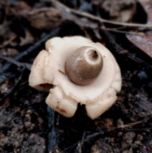 Geastrum triplex at Bodalla State Forest - 11 Jun 2024