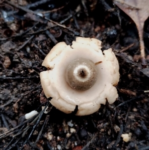 Geastrum triplex at Bodalla State Forest - 11 Jun 2024