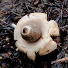Geastrum triplex at Bodalla State Forest - 11 Jun 2024 01:17 PM