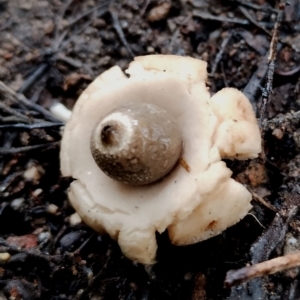 Geastrum triplex at Bodalla State Forest - 11 Jun 2024