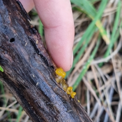 Unidentified Cap on a stem; gills below cap [mushrooms or mushroom-like] at Bungendore, NSW - 10 Jun 2024 by clarehoneydove