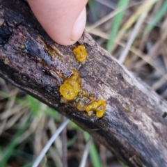 Gelatinous, on wood – genus uncertain at suppressed - suppressed