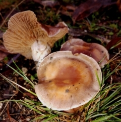 Unidentified Cap on a stem; gills below cap [mushrooms or mushroom-like] at Bodalla, NSW - 11 Jun 2024 by Teresa