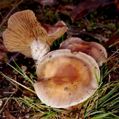 Unverified Cap on a stem; gills below cap [mushrooms or mushroom-like] at Bodalla State Forest - 11 Jun 2024 by Teresa