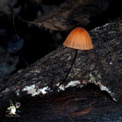 Marasmius crinis-equi (Horse-hair Fungus) at Kianga, NSW - 11 Jun 2024 by Teresa