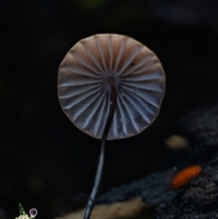 Marasmius sp. at Box Cutting Rainforest Walk - suppressed