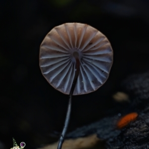 Marasmius sp. at Box Cutting Rainforest Walk - suppressed