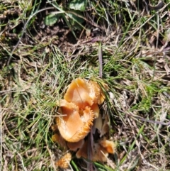 Hygrocybe sp. (Hygrocybe) at Taylor, ACT - 10 Jun 2024 by Jiggy