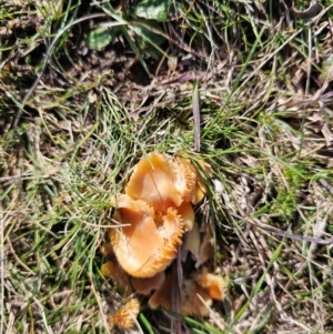 Hygrocybe sp. at Taylor, ACT - 10 Jun 2024