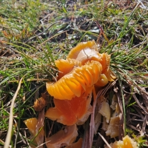 Hygrocybe sp. at Taylor, ACT - 10 Jun 2024