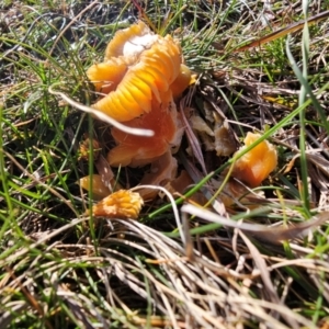 Hygrocybe sp. at Taylor, ACT - 10 Jun 2024