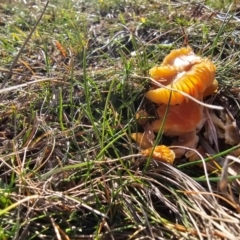 Hygrocybe sp. at Taylor, ACT - 10 Jun 2024