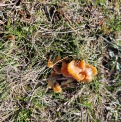 Hygrocybe sp. at Taylor, ACT - 10 Jun 2024