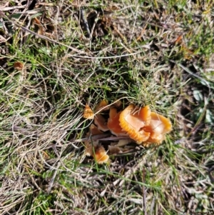 Hygrocybe sp. at Taylor, ACT - 10 Jun 2024